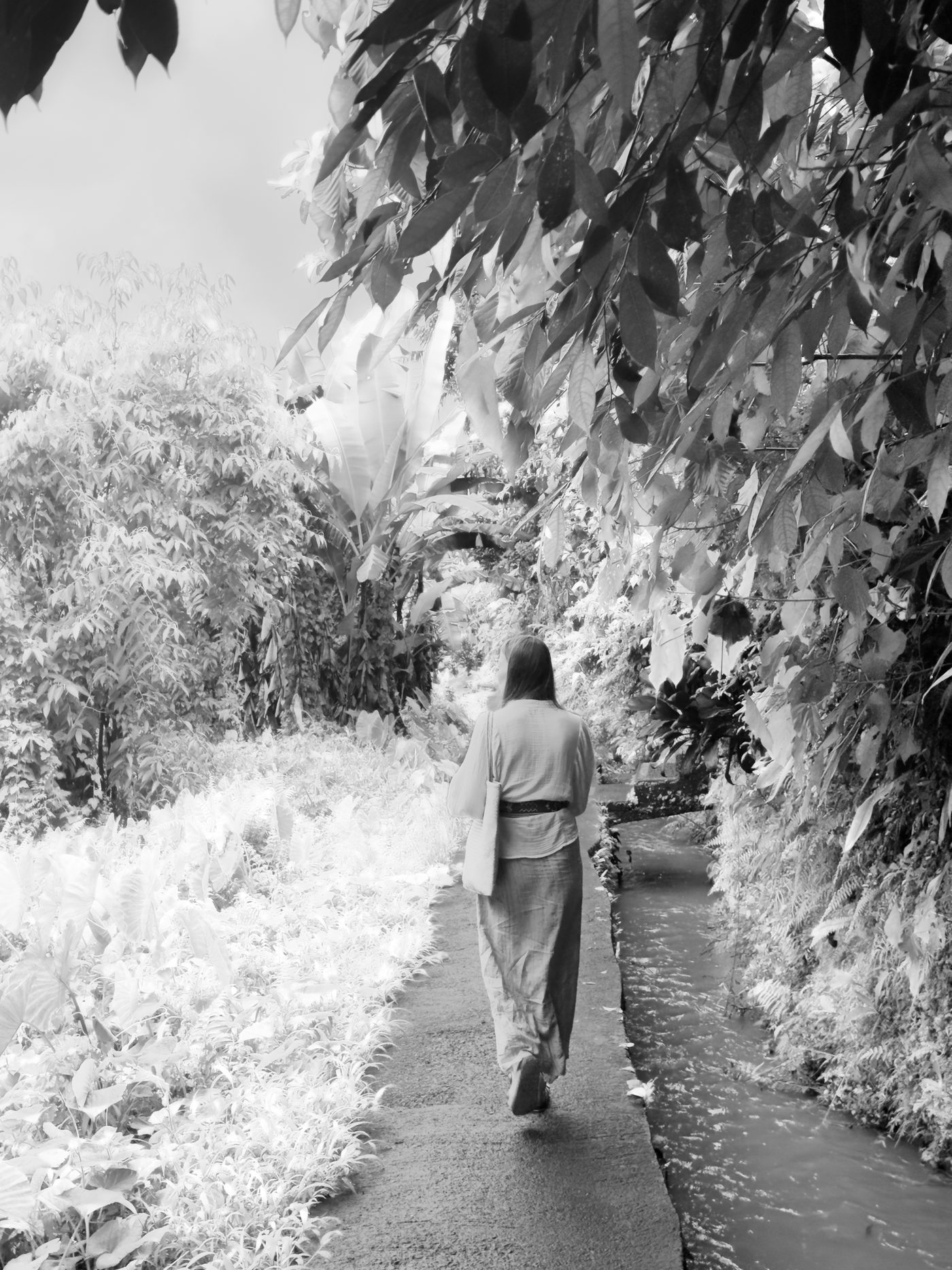 Black and white infrared: a jungle path with glowing white foliage